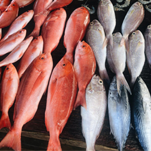 水產(chǎn)品全自動(dòng) 輸送包裝線